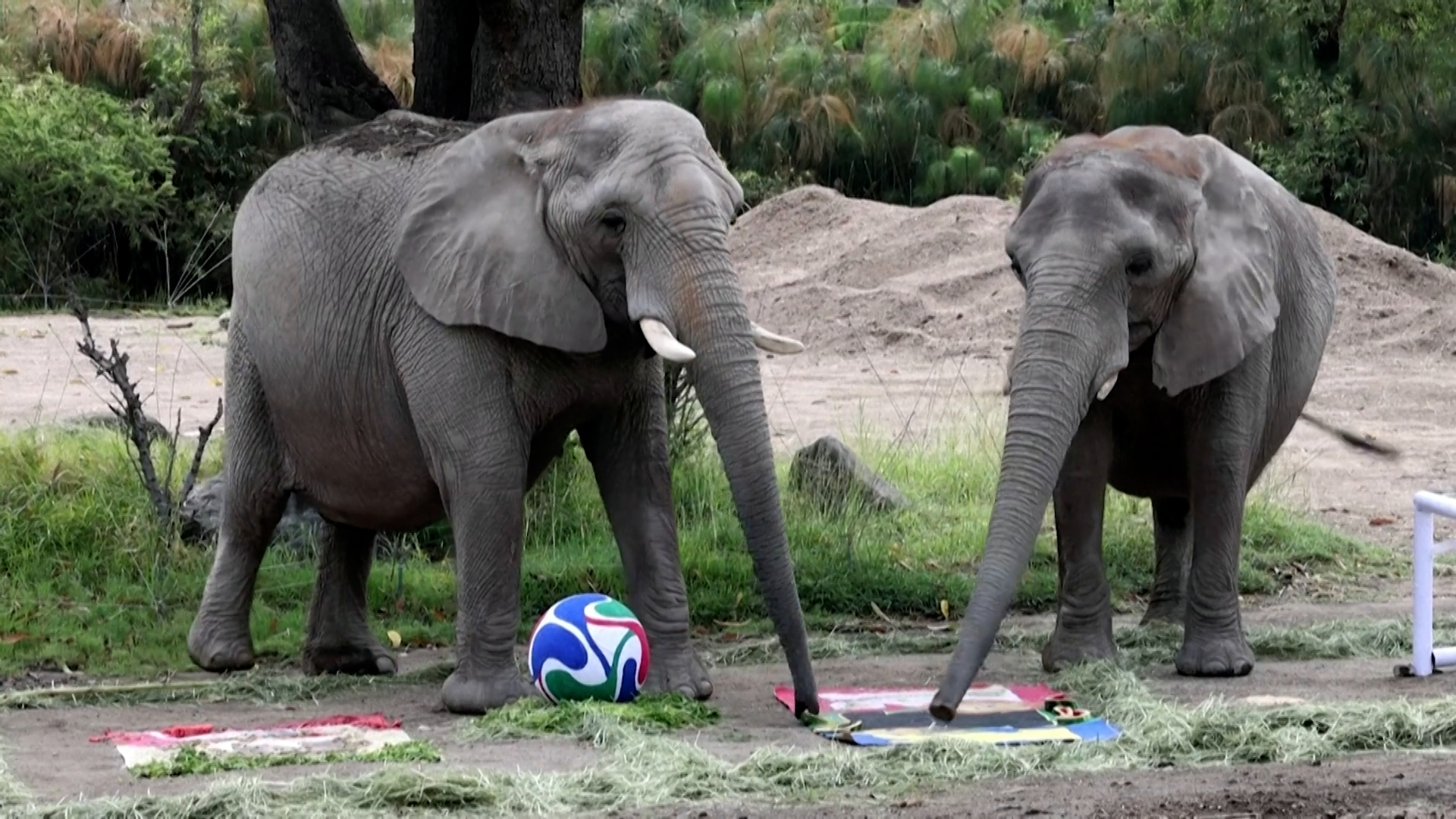 Mexican Zoo Animals Engage in World Cup Prediction Tradition